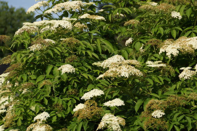 Minnesota native plant of the month: Common elderberry