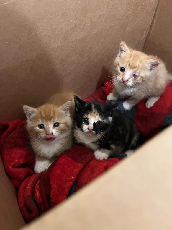 SAP residents recently rescued these kittens. Photo submitted by Tax Cat Consulting.