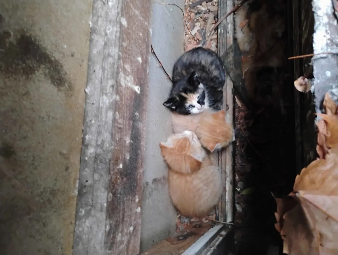 cat rescue #2 - submitted by Tax Cat Consulting
