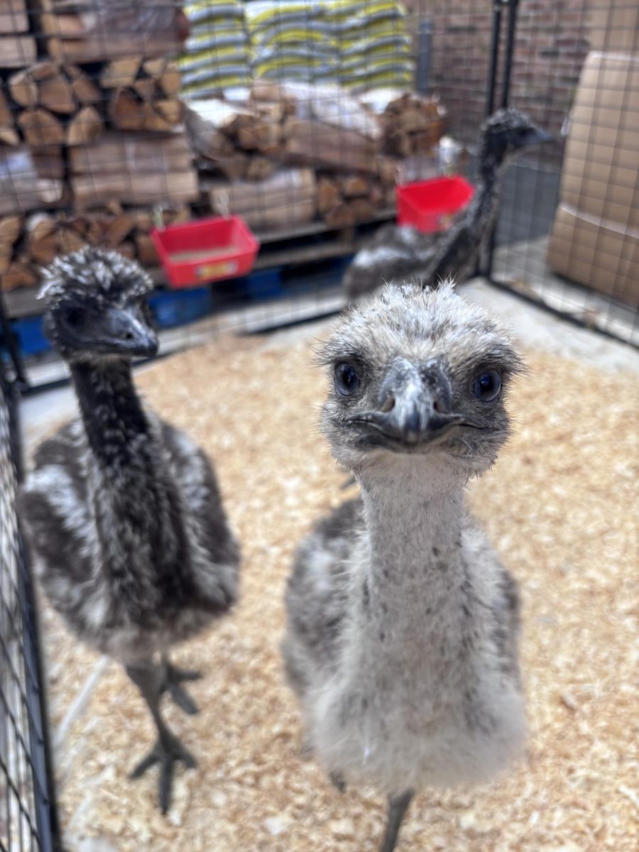 Emu_7173