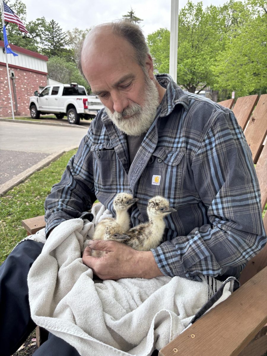 Heug’s second trio of emus hatched in mid-May and joined him for an interview with the Bugle.